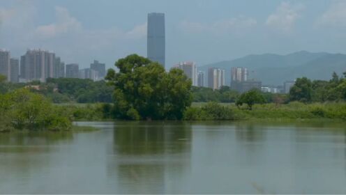 深圳湾的红树林小而脆弱，为了留住这道宝贵的风景，城市愿意让位