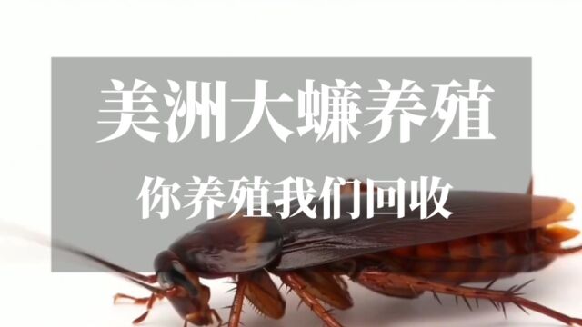 美洲大蠊养殖商业价值巨大,为重多养殖用户带来可观的经济效益