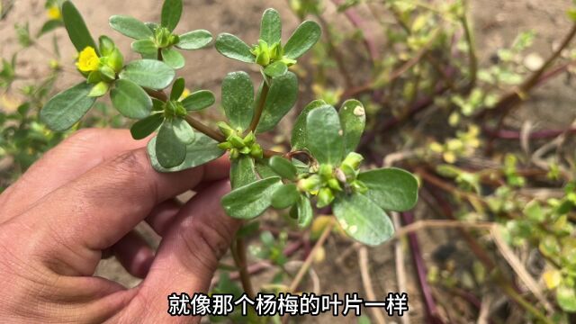 农村不起眼的“止咳草”,很多人都不认识它,赶紧认识并且了解下