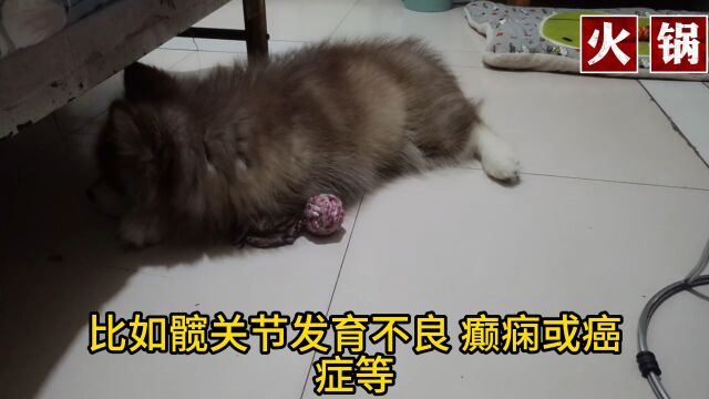 金毛寻回犬的优点,缺点