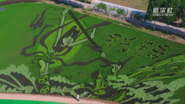 河北保定徐水区:稻田画“绘”农旅融合产业兴