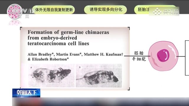 我国首次!中国科学家成功构建胚胎干细胞嵌合体猴