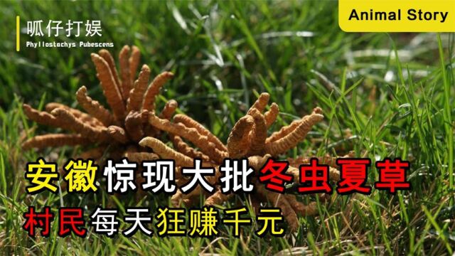 安徽山村惊现大批冬虫夏草,村民每天狂赚千元,专家听后立马阻止