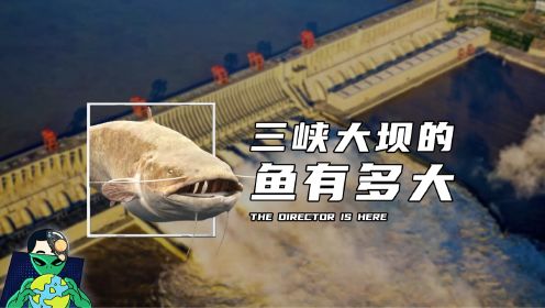 三峡大坝蓄水近20年，里面的鱼到底有多大？