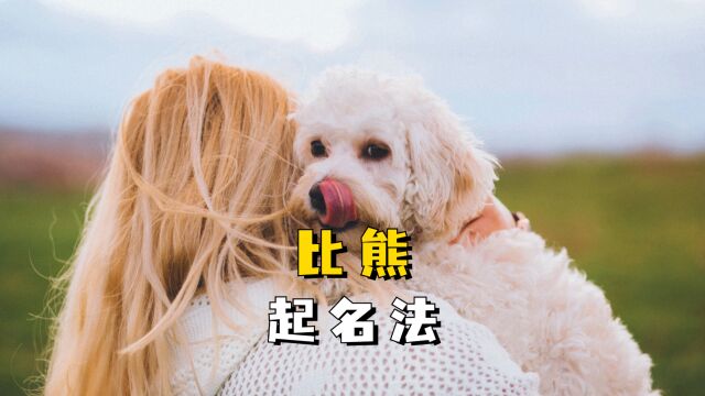 如何给比熊起一个好听的名字?现在告诉你!