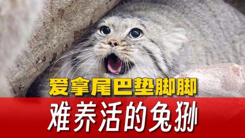 爱拿尾巴垫脚脚的兔狲,为何难养活?猫科动物的智商下限_高清1080P在线观看平台_腾讯视频