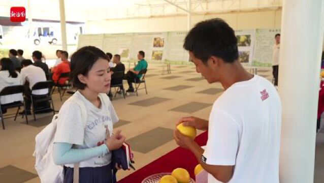 果然有种 | 海南优异果蔬篮子添新成员 香甜爽滑的亚马逊黄晶果将逐步推广种植