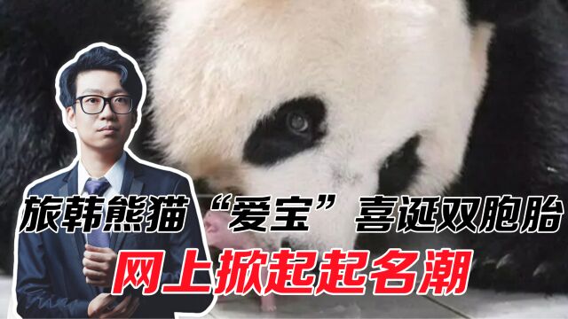 旅韩熊猫“爱宝”喜诞双胞胎,网上掀起起名潮,熊猫繁殖迎来突破