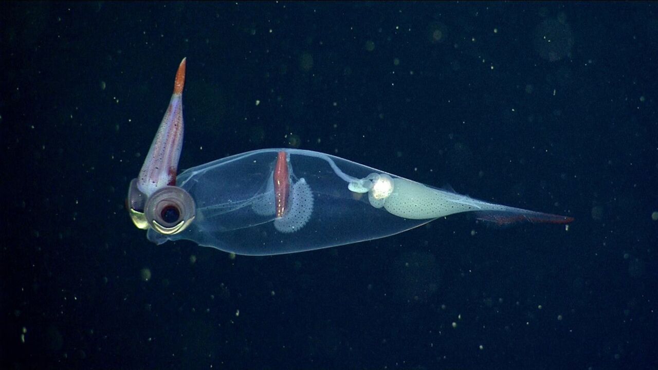 科学家在深海发现透明乌贼,身体像一块玻璃,内部器官一览无余