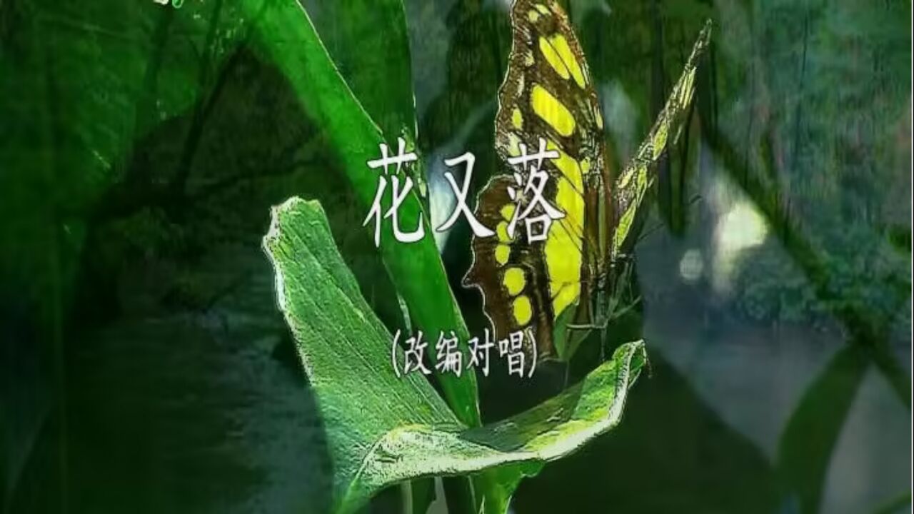 改编对唱-花又落-国语双轨