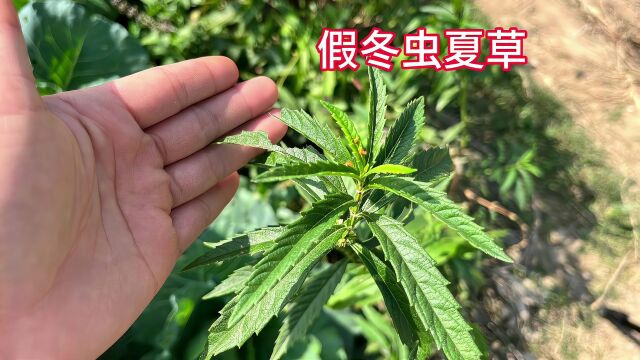 菜园特别植物地笋,当地人称“假冬虫夏草”,药食同源全身是宝