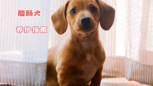 腊肠犬养护指南