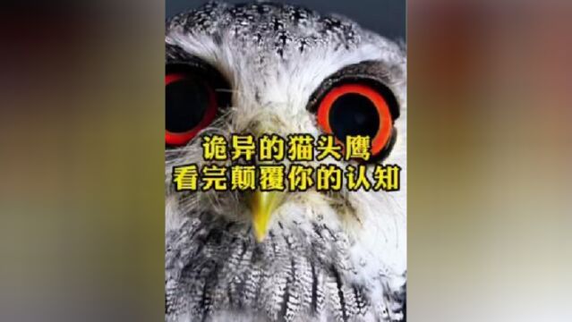 你看见过真正的猫头鹰吗猫头鹰