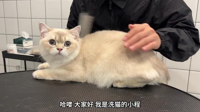 “翻新洗护一位英短金点小朋友 整个洗护过程也太配合了!”#猫洗澡 #喵星人 #武汉宠物店 #银点