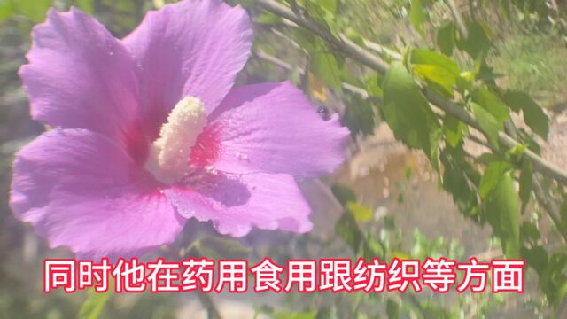 木槿花的功效与作用