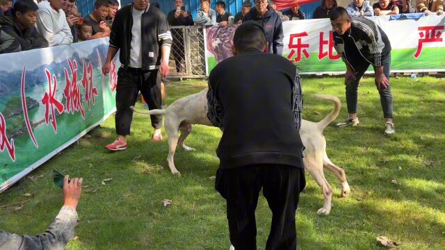 百万粉丝网红带自家猛犬白起,大战阿根廷杜高,精彩又刺激