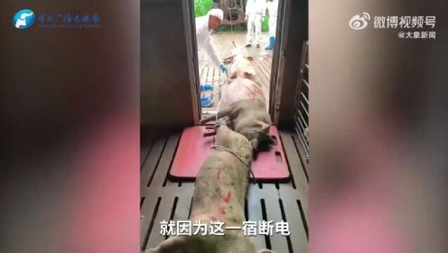 猪场断电导致损失近百万!供电单位是否要为损失担责?