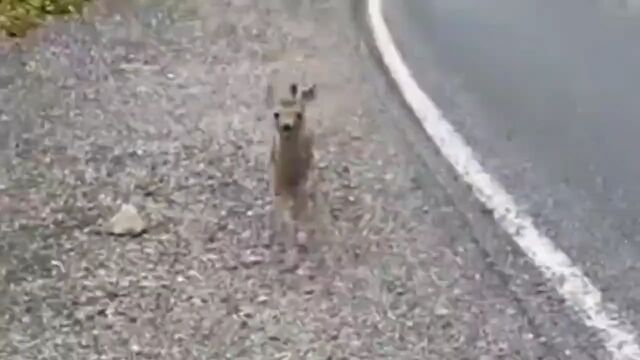 幼小的小鹿竟然跑到马路上寻求人类帮助,太震撼了#万物皆有灵性#小鹿#野生动物零距离#善待动物关爱生命#神奇动物在