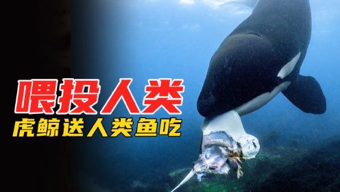 灵性虎鲸送人类“吃鱼”，原来动物里的妈妈也这么有爱，纪录片