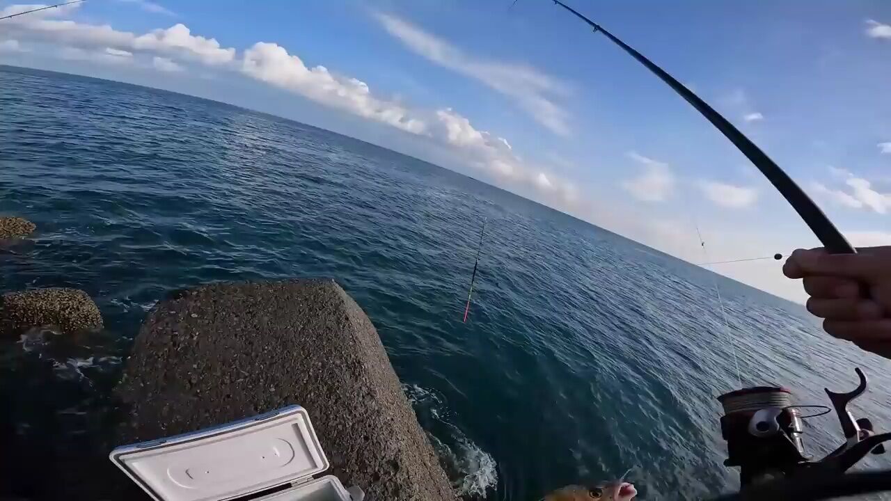 海钓矶钓,同一种饵上了多个品种的鱼,这就是海钓的魅力_高清1080P在线观看平台_腾讯视频
