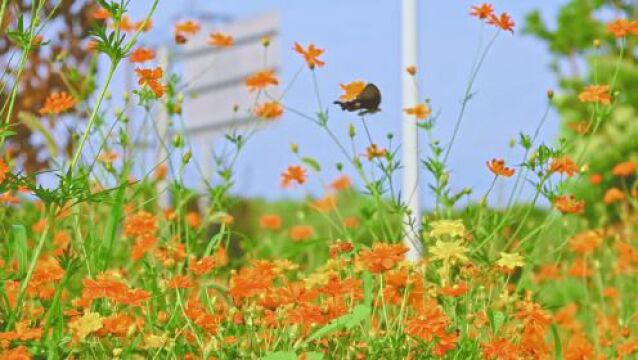 一路繁花相伴,在金山这里遇见浪漫夏天→