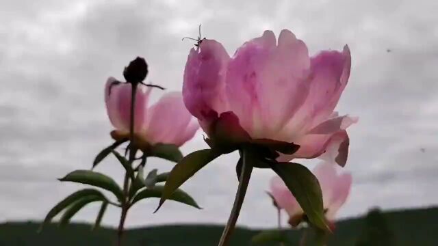 火炎焱燚!21℃清凉龙江迎来避暑旅游“热潮”