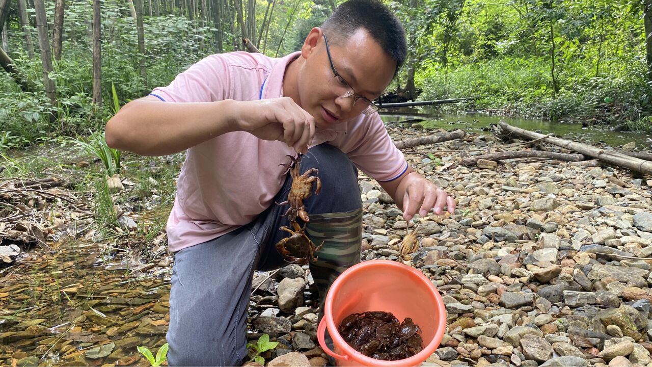 这种山螃蟹一斤能卖90元,村民靠抓螃蟹卖,一天收入900元