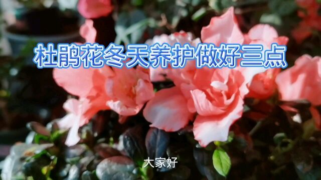 杜鹃花冬天养护做好三点