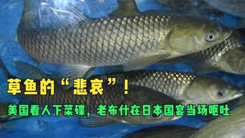 草鱼的“悲哀”！产卵量高达150万枚，为何在野外很少钓到？