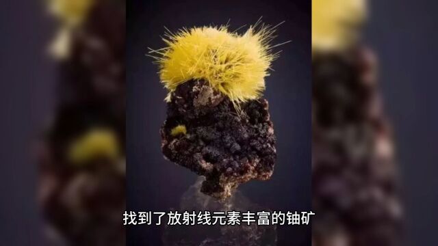 通过植物寻找矿产不是天方夜谭