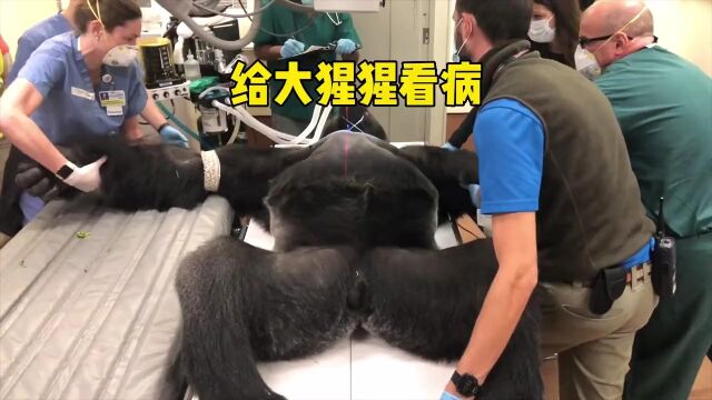 动物园大猩猩一直剧烈咳嗽,检查后原来是这个原因人与动物和谐共处