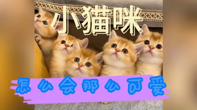 那么可爱的小猫咪