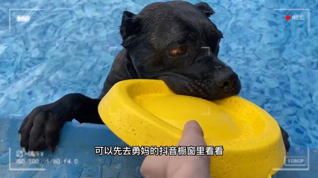 一个毕业女大学生收养退役防暴犬的故事,投稿来源