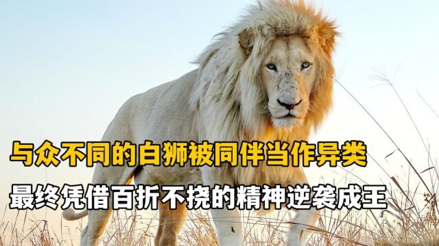 白狮因与众不同的外表遭到族群嫌弃,最终历经坎坷逆袭成王