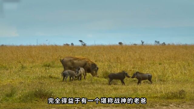 非洲草原上的“粮仓”角马,4豹联盟合力猎杀,却被鬣狗搅了局1