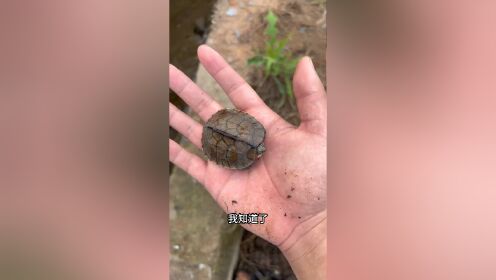兄弟们,今天在河沟里意外收获了个龟老大！