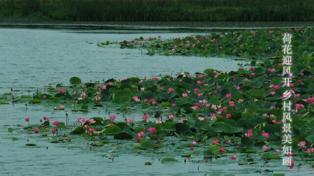 逊克县荷花迎风开 乡村风景美如画