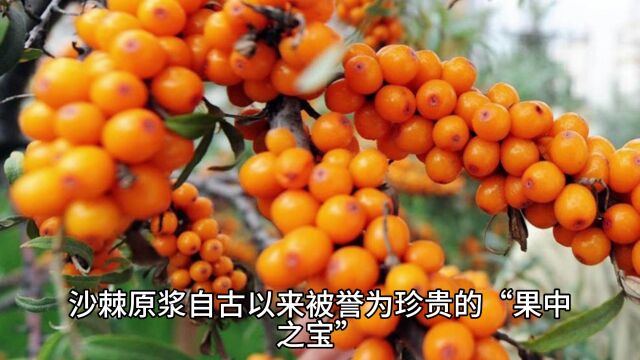 沙棘原浆多少钱一盒?带你探索行业深处,寻找高品质沙棘原浆