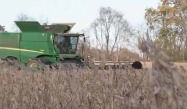 极端天气频发,美国肯塔基州格雷夫斯县农作物歉收