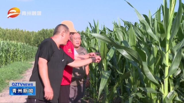 山东青州:抓田管送服务 确保玉米丰产丰收