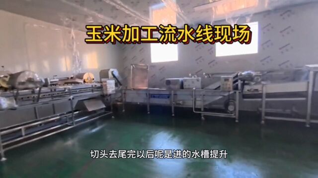 每天15万穗鲜食玉米加工流水线安装调试完毕,玉米加工流水线#玉米加工流水线成套设备 #真空玉米加工