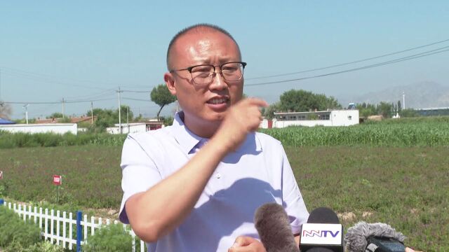 土右旗:小小甘露子 释放增收致富“大能量”