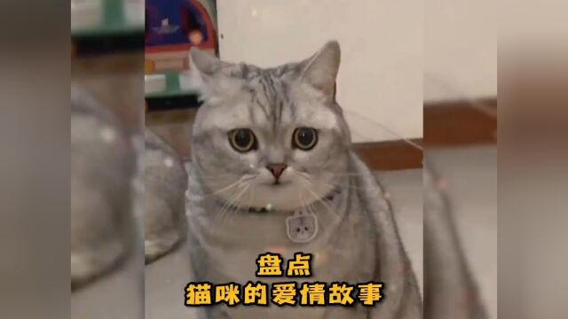 盘点猫咪的爱情故事. #萌宠成精了