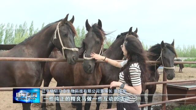 “康马”马术表演正在积极筹备当中