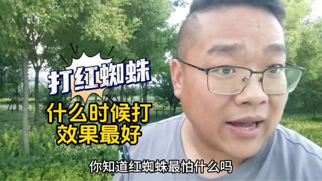 打红蜘蛛什么时候打,效果最好