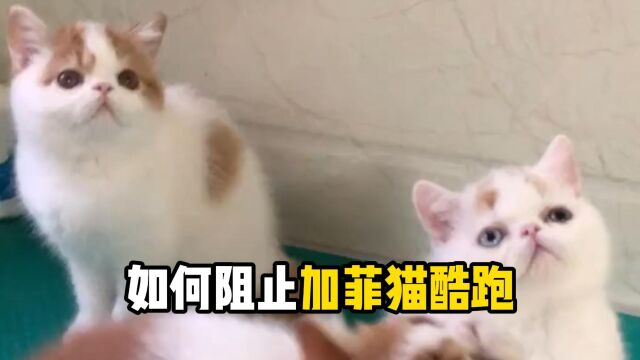 加菲猫一直酷跑怎么办?