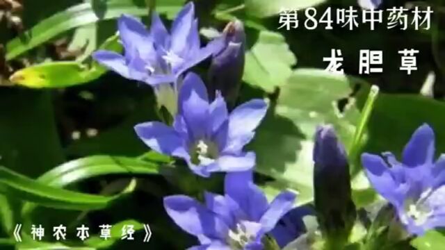 龙胆草,今天讲讲龙胆草的故事#民间故事 #中医 #龙胆草 #中草药 #中药材