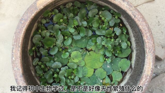 这鱼缸里的水葫芦也太能长了,其他植物完全没有生长空间了