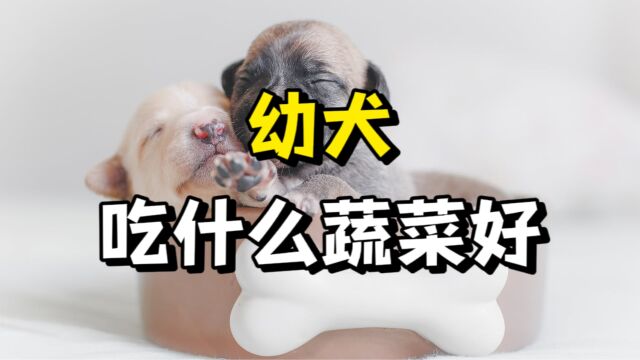 幼犬可以吃这些蔬菜,对身体好!