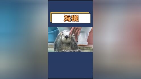 愛擦香香的海獺,也是個乾飯人!#海獺 #奇妙的動物